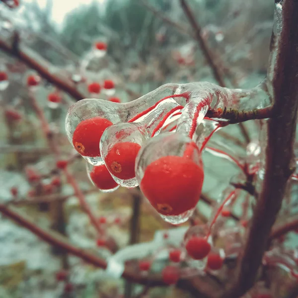 Kış anormal doğal fenomeni - bitkiler üzerindeki buzullaşma.