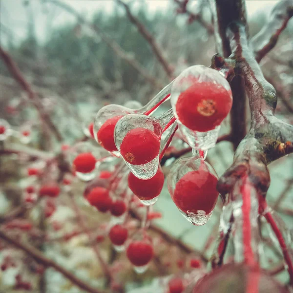 Winter Anomalous Natural Phenomenon Glaciation Plants — Foto Stock