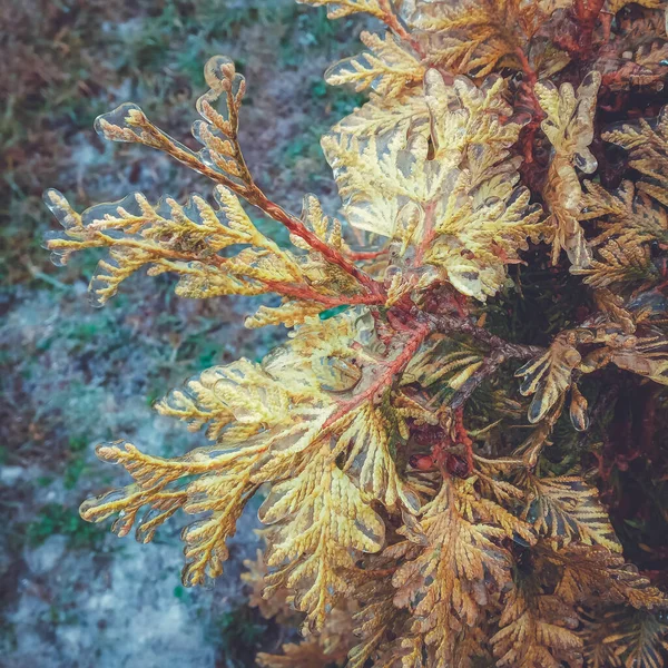 Anomales Naturphänomen Winter Vereisung Der Pflanzen — Stockfoto
