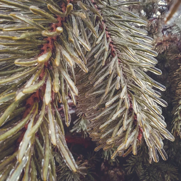 Kış anormal doğal fenomeni - bitkiler üzerindeki buzullaşma.