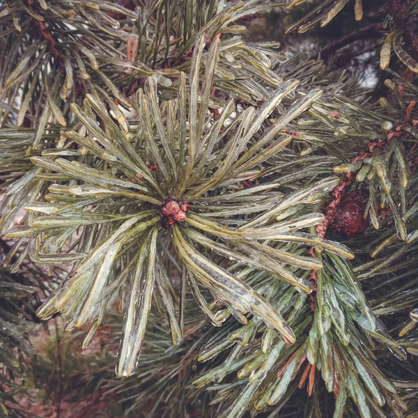 겨울의 이례적 식물의 — 스톡 사진