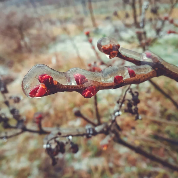 Talvi Poikkeava Luonnonilmiö Jäätiköt Kasveissa — kuvapankkivalokuva