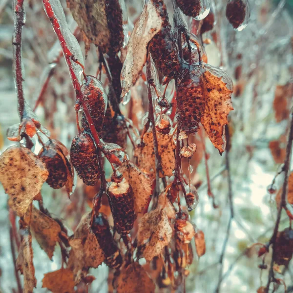 Winter Anomalous Natural Phenomenon Glaciation Plants — Stockfoto
