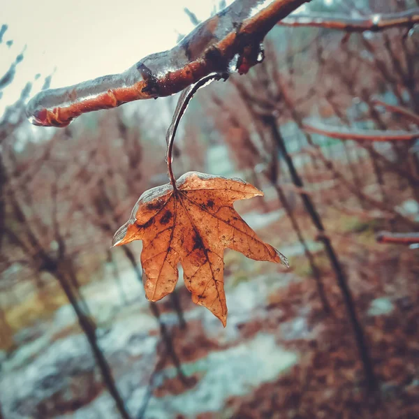 Winter Anomalous Natural Phenomenon Glaciation Plants — Foto Stock