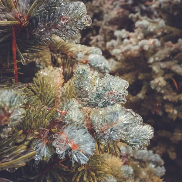 Kış Anormal Doğal Fenomeni Bitkiler Üzerindeki Buzullaşma — Stok fotoğraf