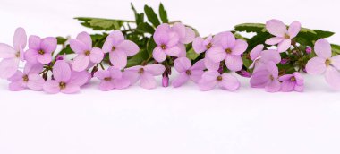 Tasarım için fotokopi alanı olan hoş, narin bir buket pembe bahar çiçeği. Çiçek bileşimi.