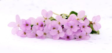 Tasarım için fotokopi alanı olan hoş, narin bir buket pembe bahar çiçeği. Çiçek bileşimi.