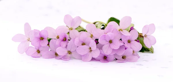 Tasarım için fotokopi alanı olan hoş, narin bir buket pembe bahar çiçeği. Çiçek bileşimi.