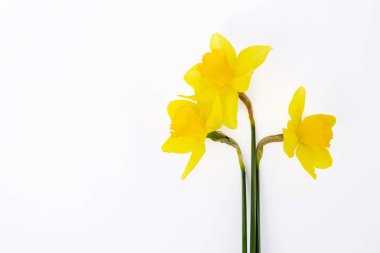 Beyaz arka planda izole edilmiş şirin parlak sarı nergisler..