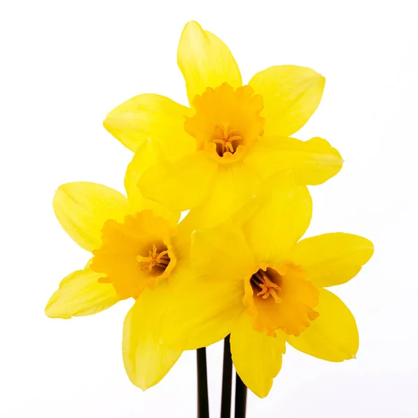 Beyaz arka planda izole edilmiş şirin parlak sarı nergisler..