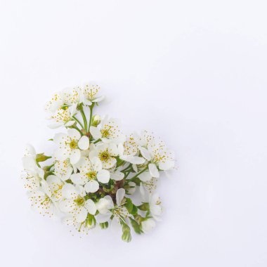 Narin bahar sakura çiçekleri tasarım için kopya alanı olan beyaz arkaplanda izole bir şekilde kapanıyor.