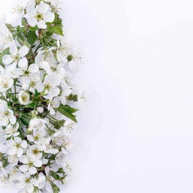 Narin bahar sakura çiçekleri tasarım için kopya alanı olan beyaz arkaplanda izole bir şekilde kapanıyor.