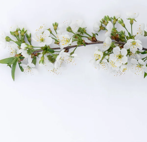 Narin bahar sakura çiçekleri tasarım için kopya alanı olan beyaz arkaplanda izole bir şekilde kapanıyor.