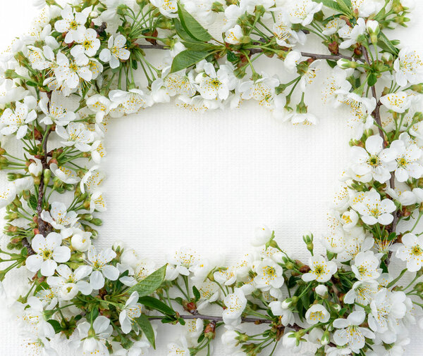 Delicate cute spring sakura flowers close up isolated on white background with copy space for design.