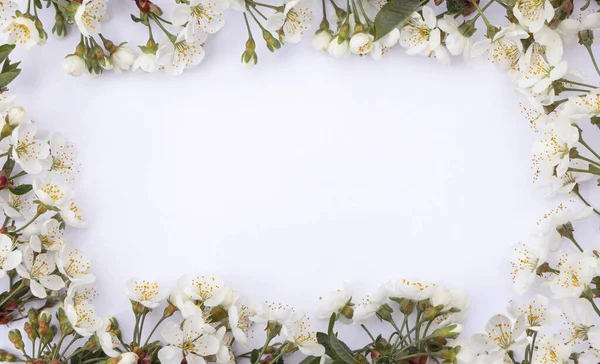 Delikat Söt Våren Sakura Blommor Närbild Isolerad Vit Bakgrund Med Stockfoto