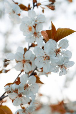 Narin bahar sakura çiçekleri kapanıyor. Kiraz çiçekleri dalları.