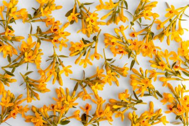 Turuncu çiçekli küçük dalların narin bahar çiçekleri..