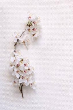 Narin bahar sakura çiçekleri tasarım için fotokopi alanıyla kapanır.