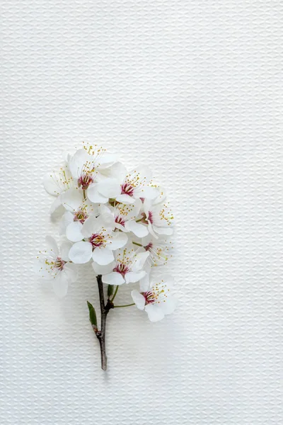 Delicate Cute Spring Sakura Flowers Close Copy Space Design — Zdjęcie stockowe