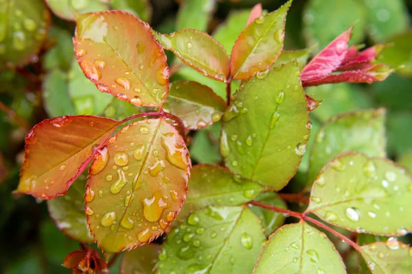 Tender Green Blossoming Rose Leaves Rain —  Fotos de Stock