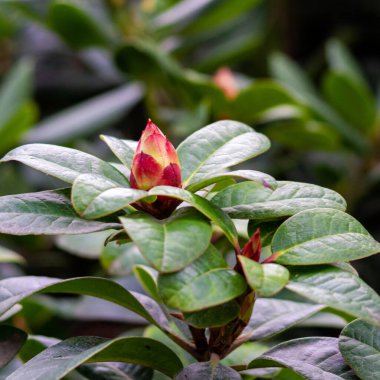 Büyük sert yaprakları ve tomurcukları olan her zaman yeşil bir bitki..