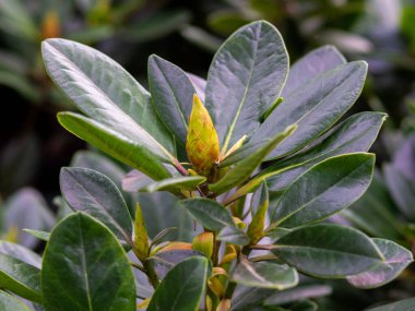 Büyük sert yaprakları ve tomurcukları olan her zaman yeşil bir bitki..