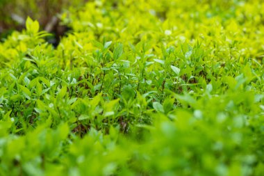 İlkbaharda fideleri dikmek için bir sürü parlak, narin, yeşil bitki fidanı var.