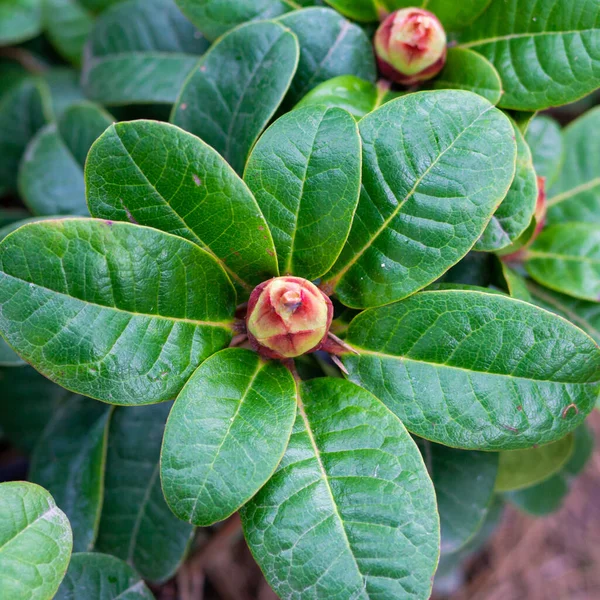 Büyük sert yaprakları ve tomurcukları olan her zaman yeşil bir bitki..