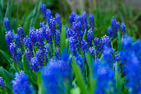 Veel Heldere Delicate Blauwe Bloemen Lente Close — Stockfoto