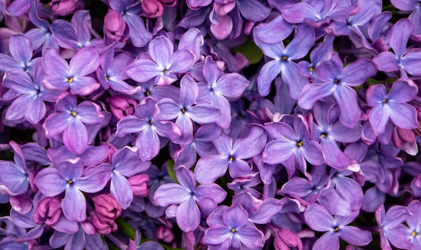 Delicate Heldere Verzadigde Bloemen Achtergrond Van Grote Lila Bloemen — Stockfoto