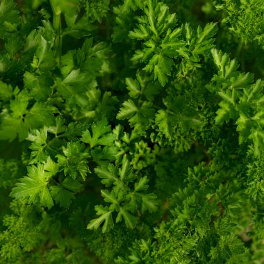 Bahçedeki kokulu maydanoz yapraklarının yeşil arka planı.