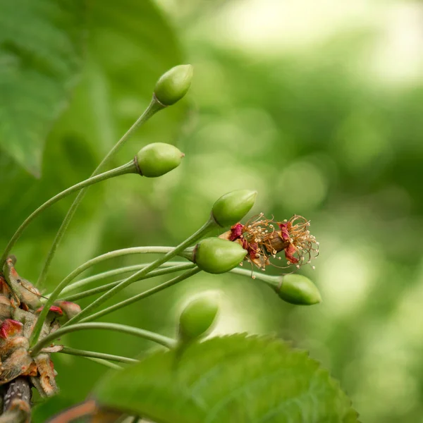Grüne Unreife Früchte Von Roten Oder Gelben Kirschen Auf Einem — Stockfoto