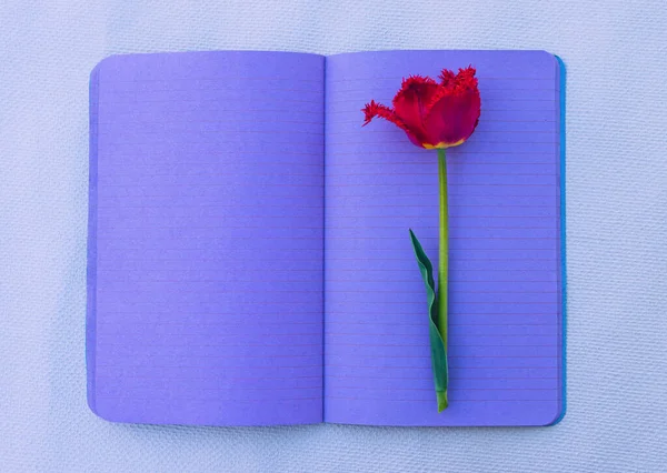 開いたノートに鮮やかな赤いテリーのチューリップのポストカード — ストック写真