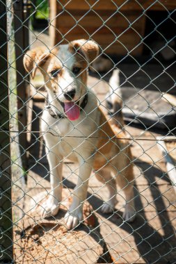 Kuşhanede neşeli, neşeli, mutlu yavru köpek..