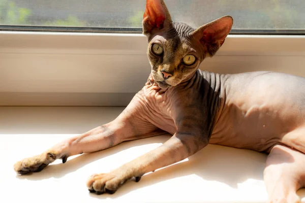 Haarlose Braune Sphinx Katze Auf Der Fensterbank — Stockfoto