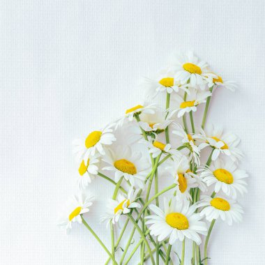 Bouquet of delicate white daisies isolated on white background.