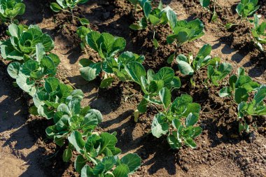 Bed with young immature cabbage growing in a vegetable garden in the countryside.