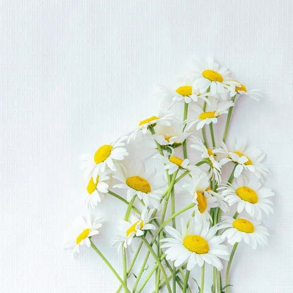 Букет Ніжних Білих Ромашок Ізольований Білому Тлі — стокове фото
