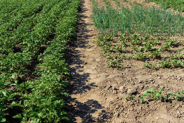 Vegetable beds with immature potatoes in a vegetable garden in the countryside.