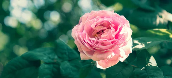 Pink Tea Rose Green Summer Garden — Photo