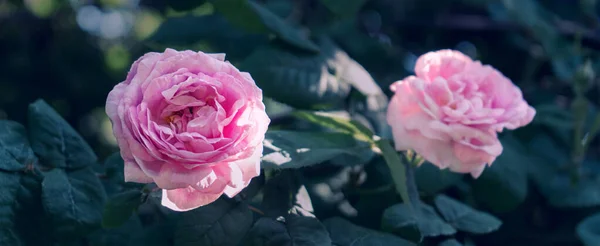 Pink Tea Rose Green Summer Garden — Photo