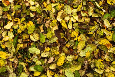 Bright saturated autumn background with fallen multi-colored leaves.