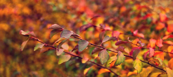 Bright Saturated Autumn Background Yellow Leaves Branch —  Fotos de Stock