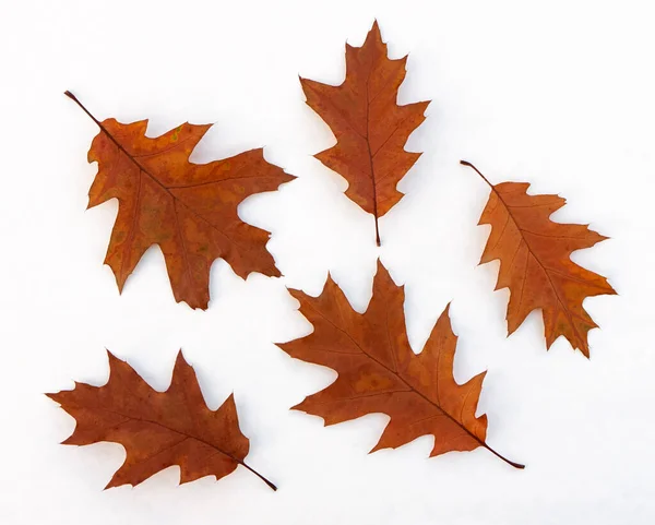 Яркие Красочные Осенние Листья Белом Фоне — стоковое фото