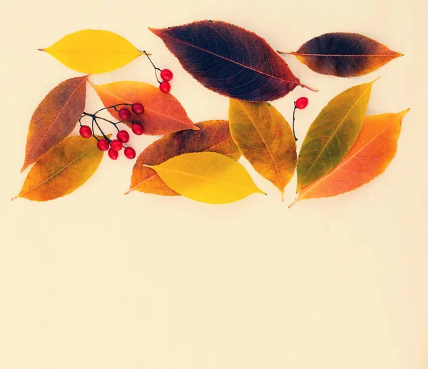 Осенняя Цветочная Открытка Яркими Красочными Листьями Ягодами Вибурнума — стоковое фото
