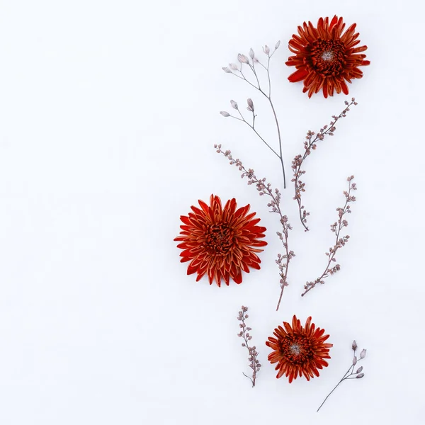 Bouquet Red Autumn Chrysanthemums Close Copy Space — Stock Photo, Image