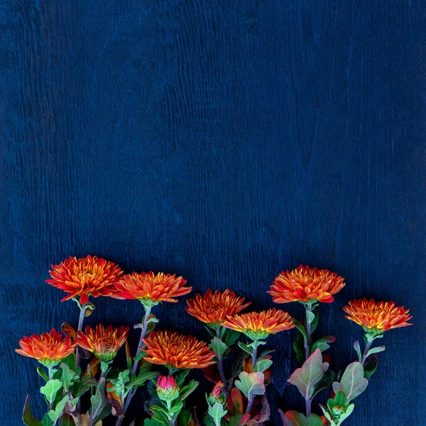 Bouquet Red Autumn Chrysanthemums Close Copy Space — Stock Photo, Image