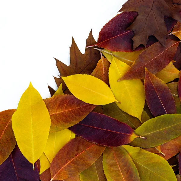 Осенний Цветочный Фон Яркими Красочными Красивыми Опавшими Листьями — стоковое фото