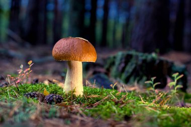 Ormanda yenilebilir porcini mantarı. Güneş ışığının altında, çok güzel bir bokeh ile yakın plan.