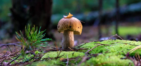 Ehető Porcini Gomba Egy Erdei Tisztáson Közelről Napfény Fényében Gyönyörű — Stock Fotó